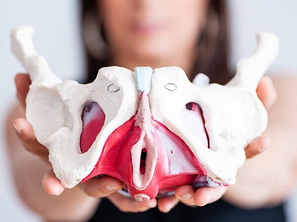 Piso Pélvico Estructura